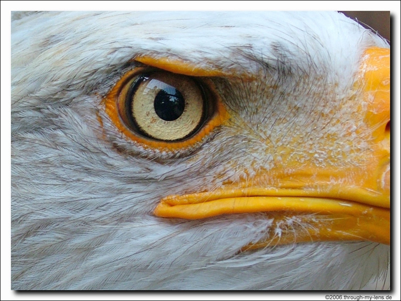 Глаз орла. Орлиные глаза у человека. Изображение глаза орла. Глаз орла крупным планом. Взгляд орла книга