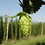 humulus